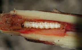 Root borer